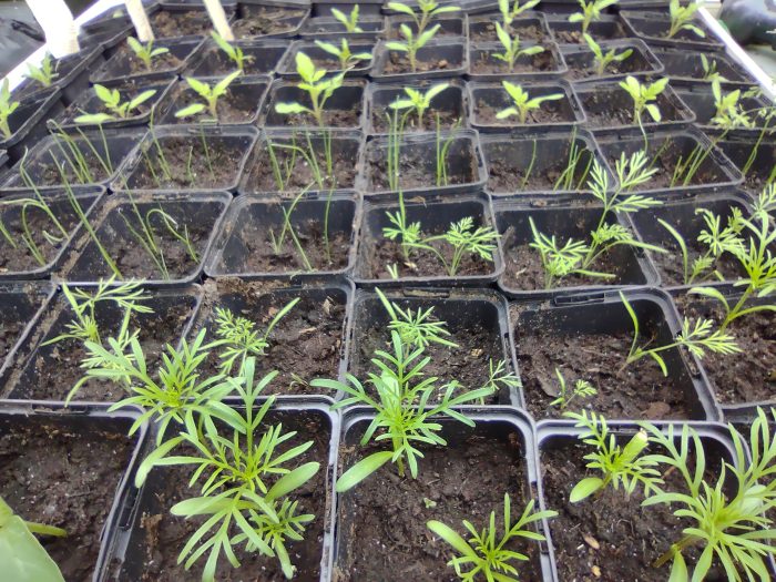 Plantjes