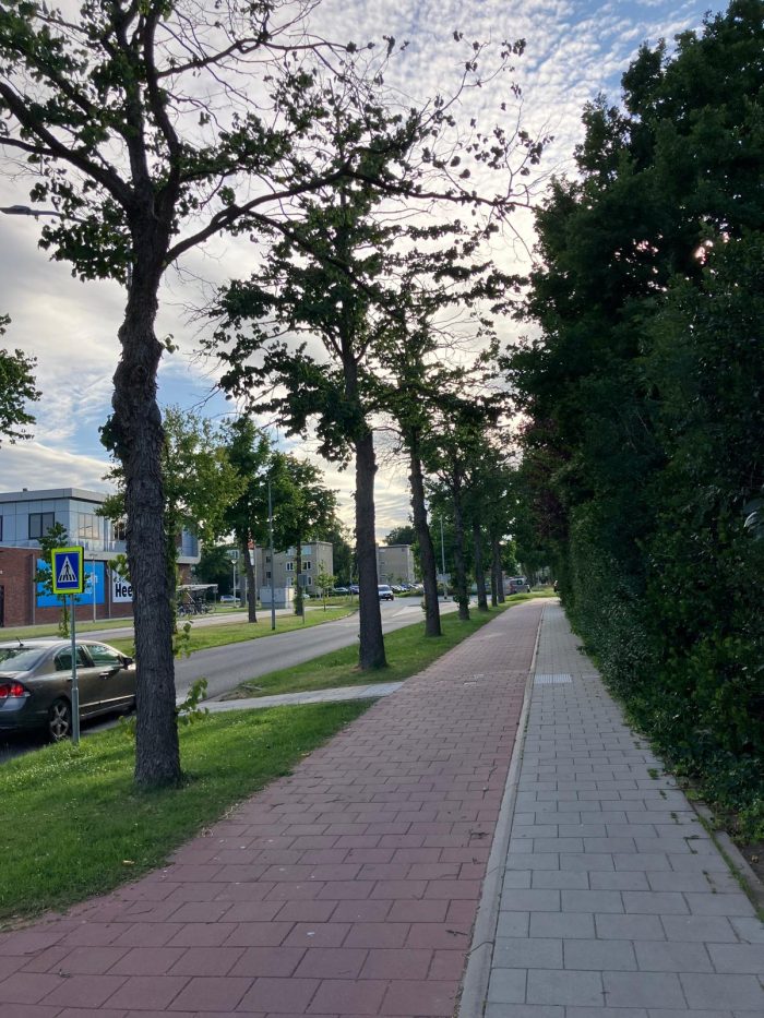 250626 Zieke bomen St. Jobstraat-2