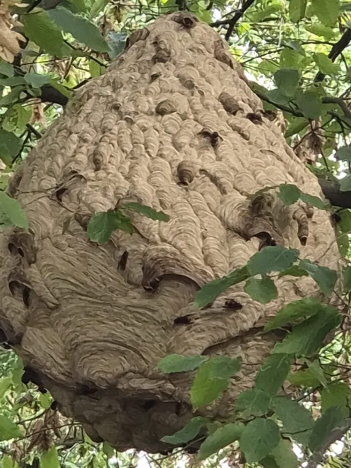 261001 Nest Geelpoothooraar